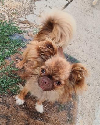 Chihuahua per monta