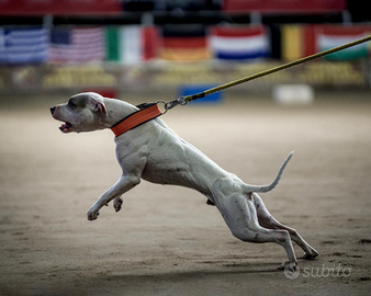 Femmina Pitbull