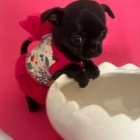 Chihuahua micro femmina con pedigree