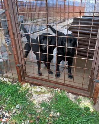 Labrador