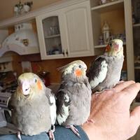 Calopsite allevati a mano