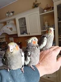 Calopsite allevati a mano