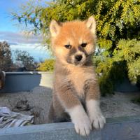 Cucciolo akita inu