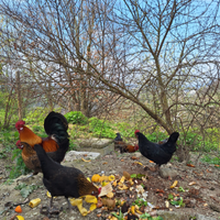 U.O.V.A GALLINE NANE rustiche ornamentali america