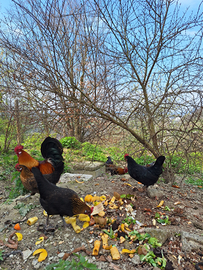 U.O.V.A GALLINE NANE rustiche ornamentali america