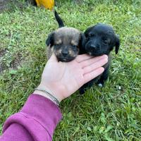 Cuccioli appena nati