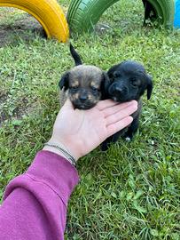 Cuccioli appena nati