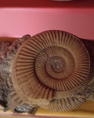 fossile