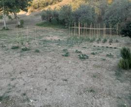 Terreno agricolo irriguo