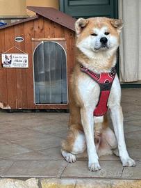Akita Inu per accoppiamento
