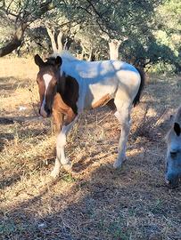 Cavalla appaloosa & puledra paint