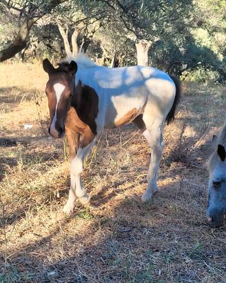 Cavalla appaloosa & puledra paint