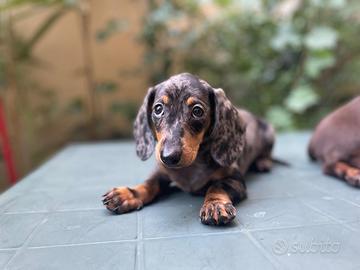Cuccioli di bassotto kaninchen