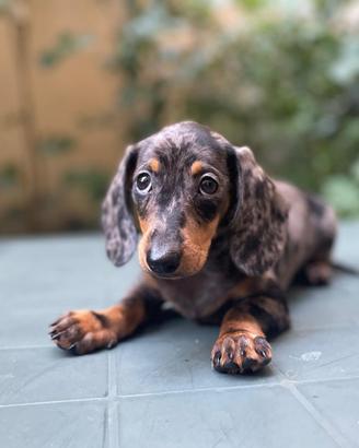 Cuccioli di bassotto kaninchen