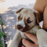 Cuccioli disponibili