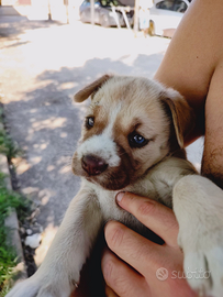 Cuccioli disponibili