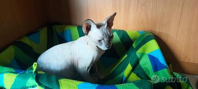 Sphynx