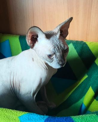 Sphynx