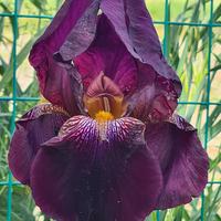 RIZOMI DI IRIS GERMANICA 