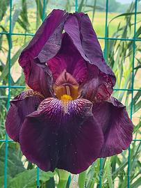 RIZOMI DI IRIS GERMANICA 