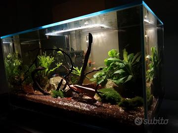 acquario askoll  23L