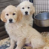 Golden Retriver