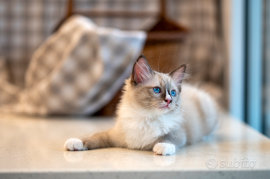 Cuccioli ragdoll con Pedigree