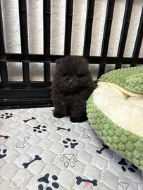 Volpino pomerania cucciolo 400 GRAMMI 2mesi