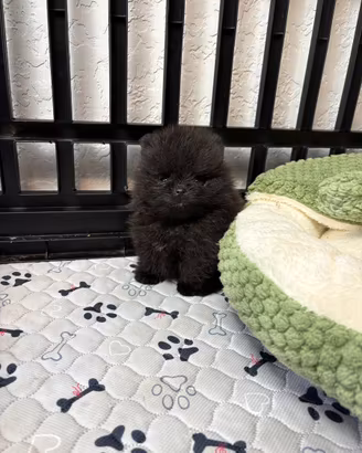 Volpino pomerania cucciolo 400 GRAMMI 2mesi