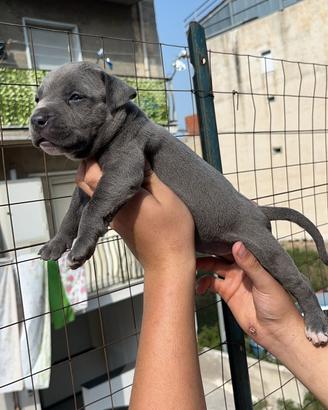 Cuccioli pitbull