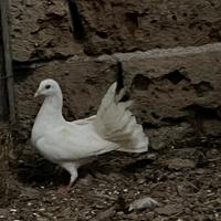 Anatra germano reale/ colomba pavoncella
