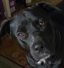 Cerco un nuovo padrone