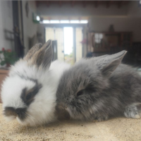 Conigli nani pelo d'angora