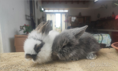 Conigli nani pelo d'angora