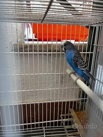 Cocorite