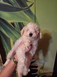 Maltipoo cuccioli