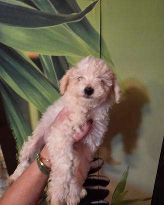 Maltipoo cuccioli