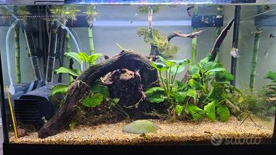 acquario 60 litri e accessori