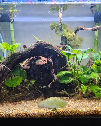 acquario 60 litri e accessori