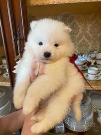 Cuccioli Samoiedo