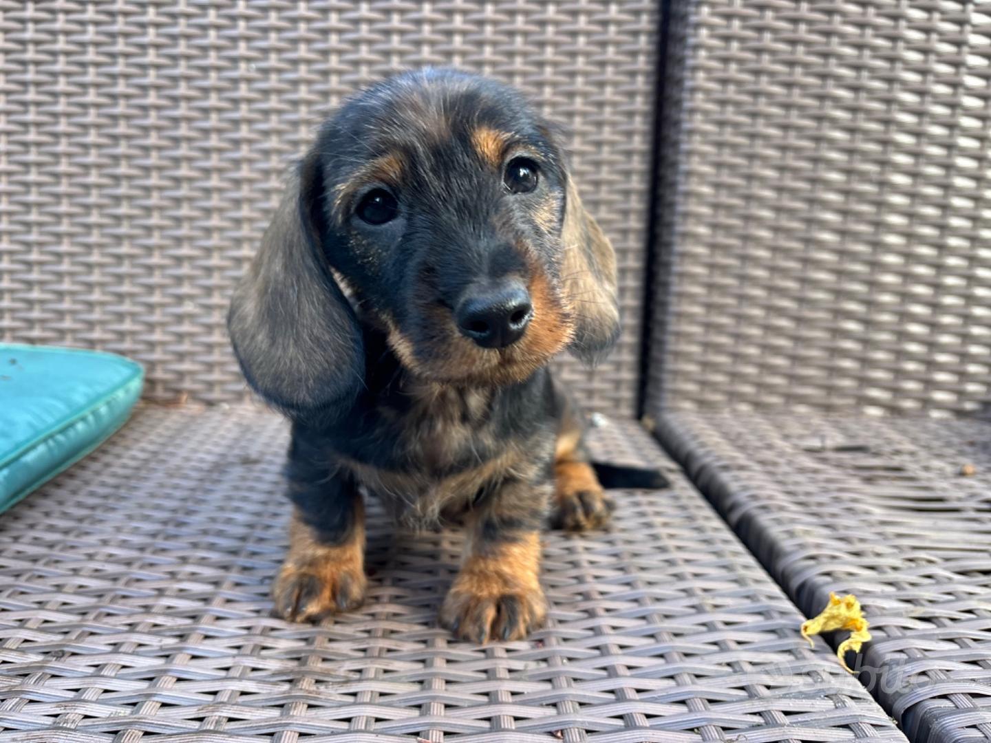 Navi Mignon, Turisti Annoiati: Cos&igrave; Le Crociere Snobbano Il Porto Di Ancona E Le Marche