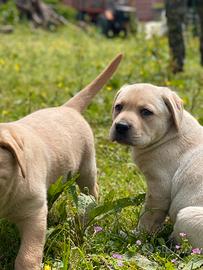 Cuccioli di Labrador