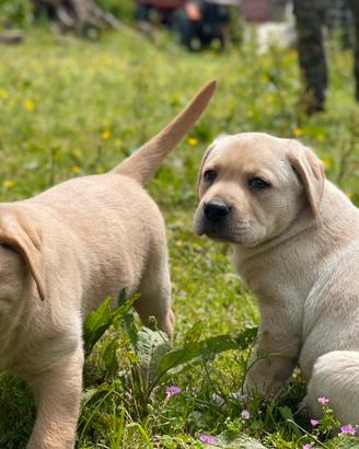 Cuccioli di Labrador