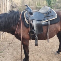 Cavalla murgese quarter