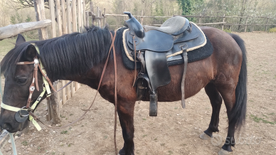 Cavalla murgese quarter