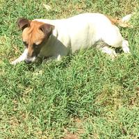 Cuccioli di jack Russell in possesso di Pedigree