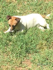 Cuccioli di jack Russell in possesso di Pedigree