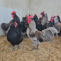 Galline australorp