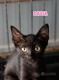 Dalia, Iris, Viola e Lilia gattine di tre mesi