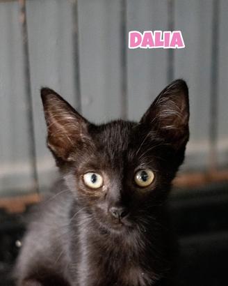 Dalia, Iris, Viola e Lilia gattine di tre mesi